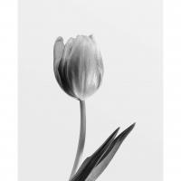 Affiche tulipe noir et blanc